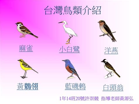 鳥類有哪些|台灣鳥類列表